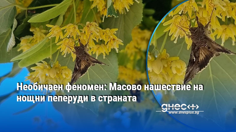 крилето на природата: тайната зад масовите нощни пеперуди в българия