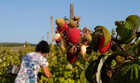 червеното злато на българия: защо малините станаха лукс?