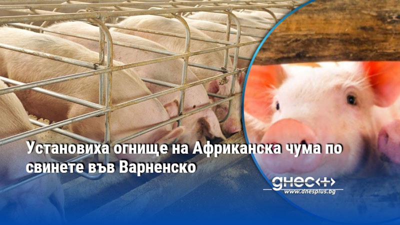 аларма във варненско: африканска чума по свинете удари стопанство в гроздьово
