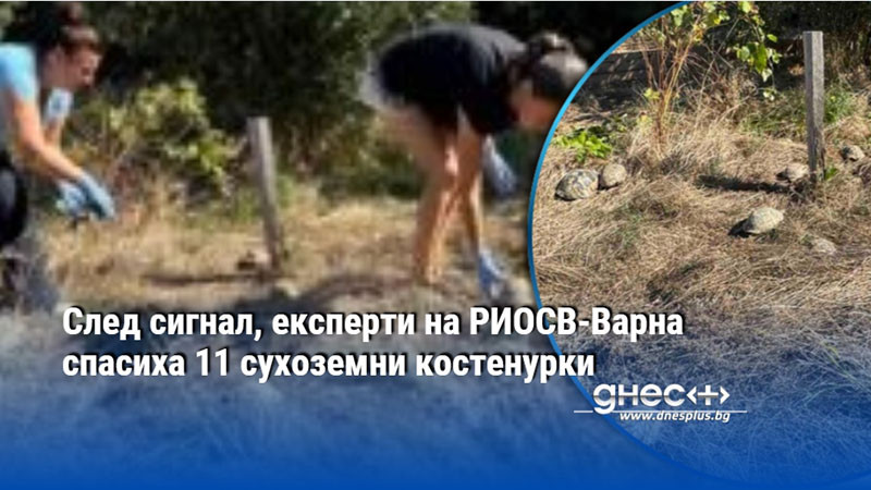 костенурките се връщат у дома: еко-инспекция в боровец спасява 11 защитени животни