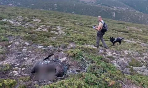 престъпление срещу природата: кървава реколта от лешояди в централен балкан