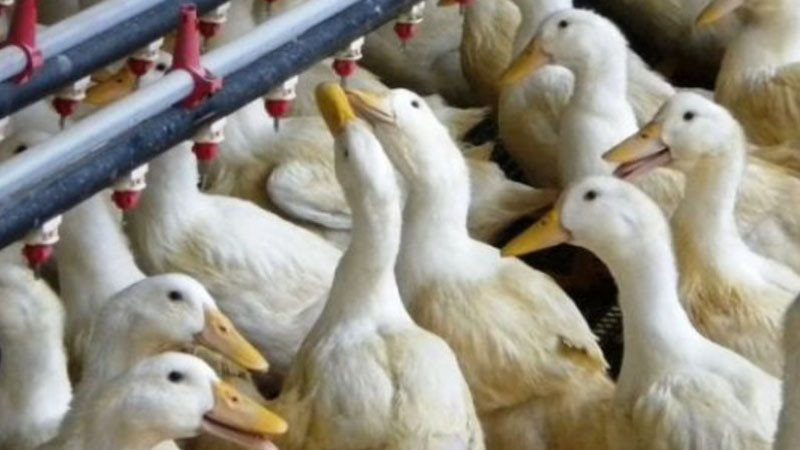 строги мерки и блокади: птичият грип се завърна в тракийската низина
