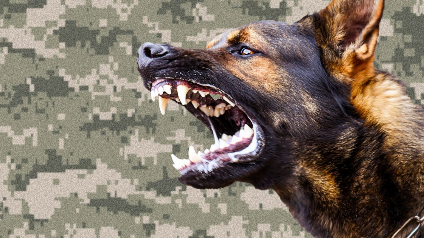 бъдещето на k9: тексаски стартъп създава „дизайнерски“ кучета за фронта