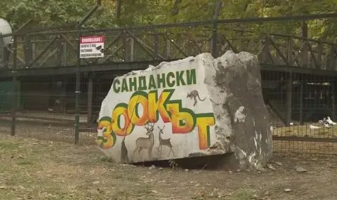 опасност в сандански: мечката край зоокъта остава в неизвестност