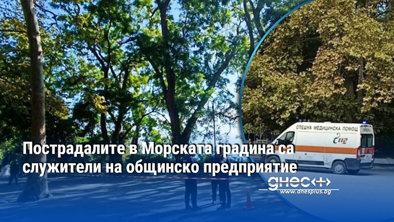 трагедия сред софорите: трудов инцидент в сърцето на морската градина